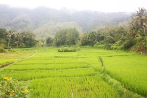Toba 9